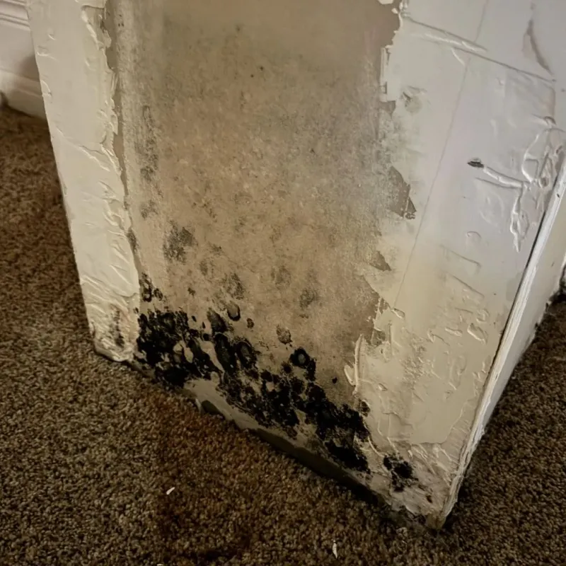Professional Mold Removal in Grafton, NH